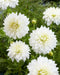 Dahlia Fleurel  ,Dinnerplate (Tuber) Giant Flowers, - Caribbean garden seed