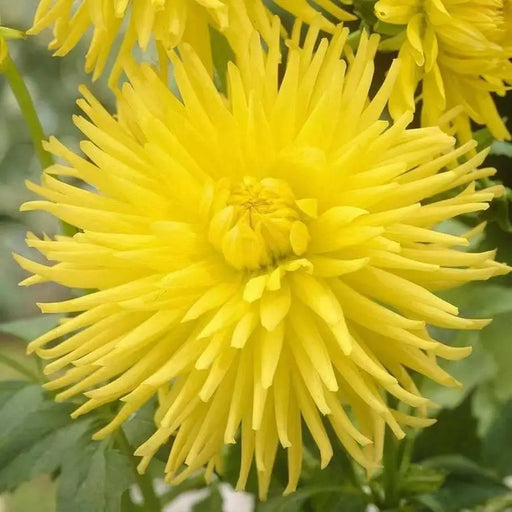 Dahlia cactus kennemerland ( Tuber) perennial Flowers - Caribbean garden seed