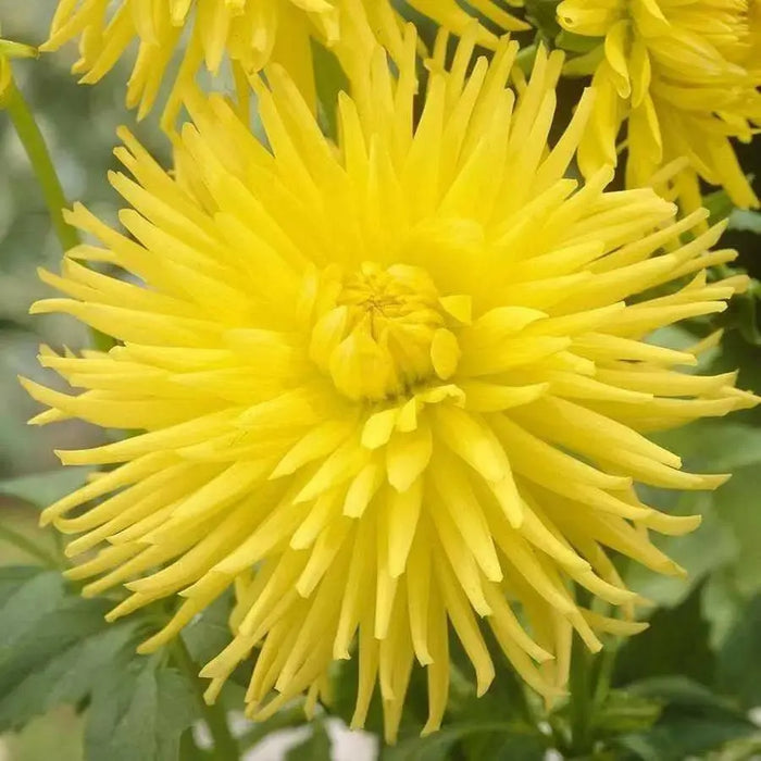 Dahlia cactus kennemerland ( Tuber) perennial Flowers - Caribbean garden seed