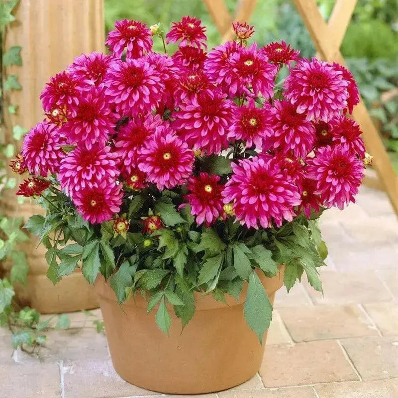 Dahlia Art Nouveau  ( Tuber) SUMMER Flowers - Caribbean garden seed