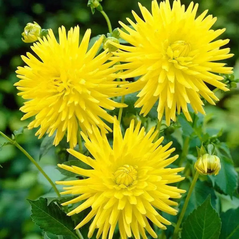 Dahlia cactus kennemerland ( Tuber) perennial Flowers - Caribbean garden seed