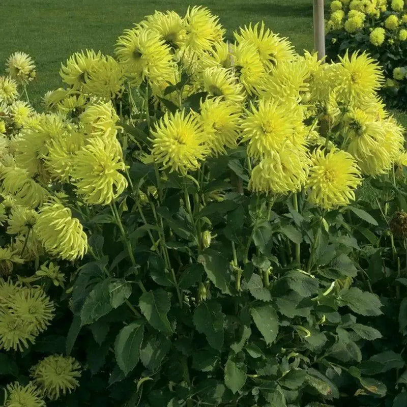 Dahlia cactus kennemerland ( Tuber) perennial Flowers - Caribbean garden seed
