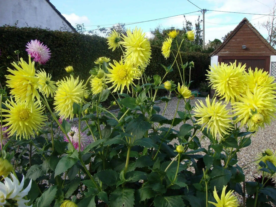 Dahlia cactus kennemerland ( Tuber) perennial Flowers - Caribbean garden seed