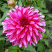 Dahlia Art Nouveau  ( Tuber) SUMMER Flowers - Caribbean garden seed