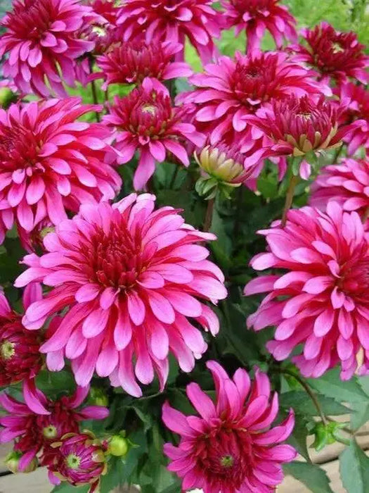 Dahlia Art Nouveau  ( Tuber) SUMMER Flowers - Caribbean garden seed