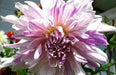 DAHLIA DINNERPLATE) Moms Special ( 2 Tuber ) Great Cut Flowers , Perennial ! - Caribbean garden seed