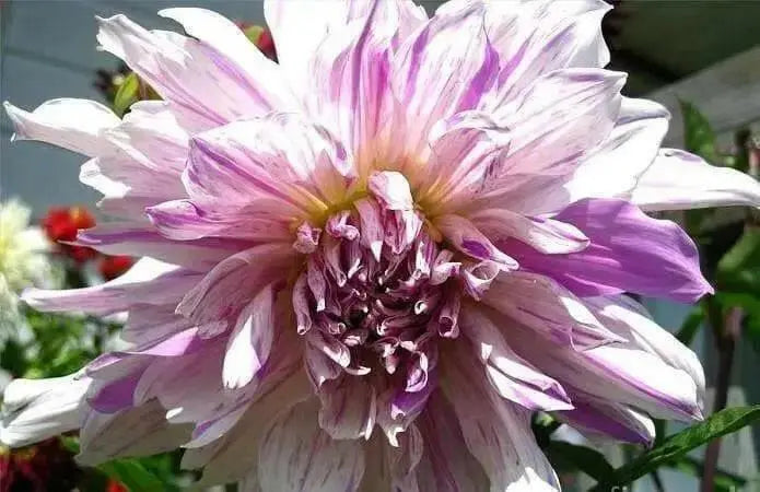 DAHLIA DINNERPLATE) Moms Special ( 2 Tuber ) Great Cut Flowers , Perennial ! - Caribbean garden seed