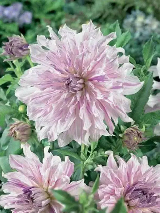 DAHLIA DINNERPLATE) Moms Special ( 2 Tuber ) Great Cut Flowers , Perennial ! - Caribbean garden seed