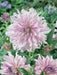 DAHLIA DINNERPLATE) Moms Special ( 2 Tuber ) Great Cut Flowers , Perennial ! - Caribbean garden seed