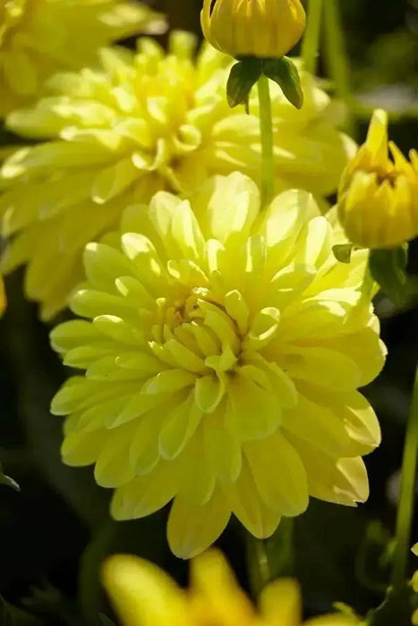 Dahlia Gallery LATIN ( Tuber) SUMMER Flowers - Caribbean garden seed