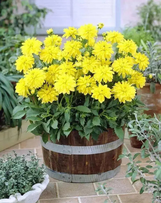 Dahlia Gallery LATIN ( Tuber) SUMMER Flowers - Caribbean garden seed