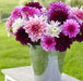 Dahlia Dinnerplate Mix ( Tuber ) Blooms Summer to fall - Caribbean garden seed