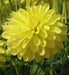 Dahlia Gallery LATIN ( Tuber) SUMMER Flowers - Caribbean garden seed