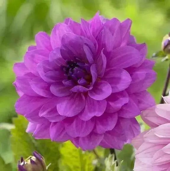 Dahlia Dinnerplate Mix ( Tuber ) Blooms Summer to fall - Caribbean garden seed
