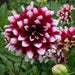 DAHLIA dinnerplate MYSTERY DAY (Tuber) Great Cut Flowers, - Caribbean garden seed