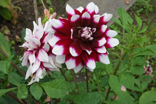 DAHLIA dinnerplate MYSTERY DAY (Tuber) Great Cut Flowers, - Caribbean garden seed