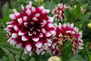 DAHLIA dinnerplate MYSTERY DAY (Tuber) Great Cut Flowers, - Caribbean garden seed