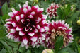 DAHLIA dinnerplate MYSTERY DAY (Tuber) Great Cut Flowers, - Caribbean garden seed