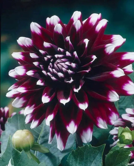 DAHLIA dinnerplate MYSTERY DAY (Tuber) Great Cut Flowers, - Caribbean garden seed