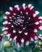 DAHLIA dinnerplate MYSTERY DAY (Tuber) Great Cut Flowers, - Caribbean garden seed