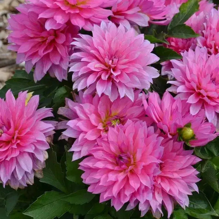 Dahlia Gallery RENOIR  ( Tuber) SUMMER Flowers - Caribbean garden seed