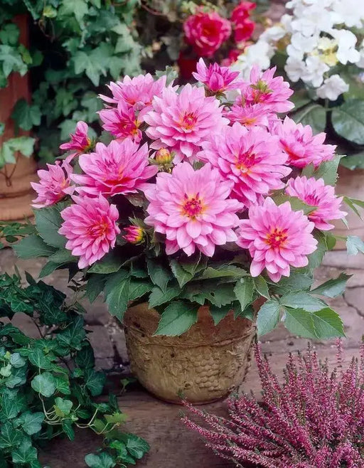 Dahlia Gallery RENOIR  ( Tuber) SUMMER Flowers - Caribbean garden seed