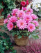 Dahlia Gallery RENOIR  ( Tuber) SUMMER Flowers - Caribbean garden seed