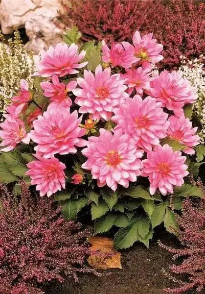 Dahlia Gallery RENOIR  ( Tuber) SUMMER Flowers - Caribbean garden seed