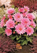 Dahlia Gallery RENOIR  ( Tuber) SUMMER Flowers - Caribbean garden seed