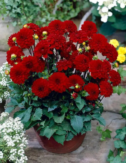 Dahlia Gallery SINGER  ( Tuber) SUMMER Flowers - Caribbean garden seed