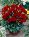 Dahlia Gallery SINGER  ( Tuber) SUMMER Flowers - Caribbean garden seed