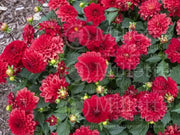 Dahlia Gallery SINGER  ( Tuber) SUMMER Flowers - Caribbean garden seed