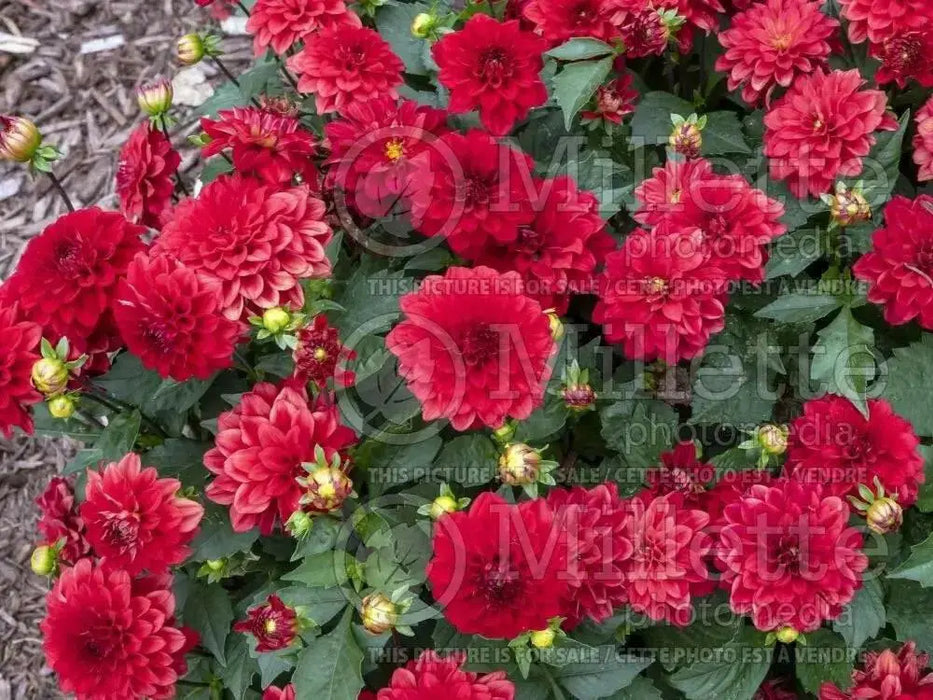 Dahlia Gallery SINGER  ( Tuber) SUMMER Flowers - Caribbean garden seed