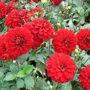 Dahlia Gallery SINGER  ( Tuber) SUMMER Flowers - Caribbean garden seed