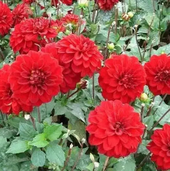 Dahlia Gallery SINGER  ( Tuber) SUMMER Flowers - Caribbean garden seed