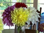 Dahlia Kelvin Floodligh ( Tuber) Giant Flowers - Caribbean garden seed