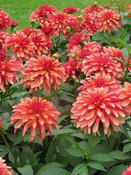 Dahlia Gallery Art Deco  ( Tuber) SUMMER Flowers - Caribbean garden seed