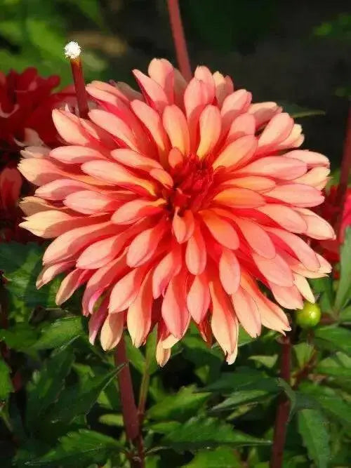 Dahlia Gallery Art Deco  ( Tuber) SUMMER Flowers - Caribbean garden seed
