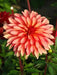 Dahlia Gallery Art Deco  ( Tuber) SUMMER Flowers - Caribbean garden seed