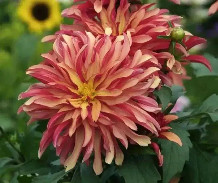 Dahlia Gallery Art Deco  ( Tuber) SUMMER Flowers - Caribbean garden seed