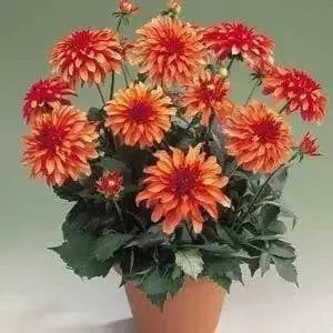 Dahlia Gallery Art Deco  ( Tuber) SUMMER Flowers - Caribbean garden seed