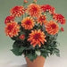 Dahlia Gallery Art Deco  ( Tuber) SUMMER Flowers - Caribbean garden seed