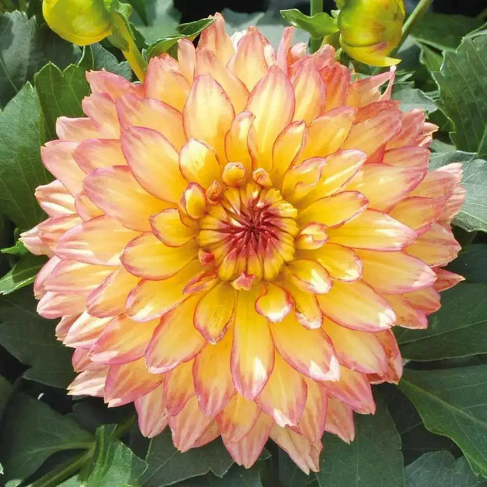 Dahlia Gallery pablo  ( Tuber) SUMMER Flowers - Caribbean garden seed