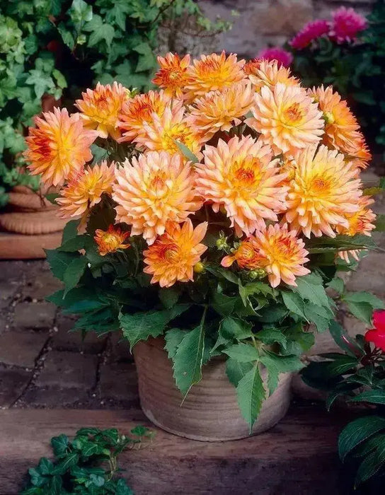 Dahlia Gallery pablo  ( Tuber) SUMMER Flowers - Caribbean garden seed