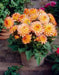 Dahlia Gallery pablo  ( Tuber) SUMMER Flowers - Caribbean garden seed