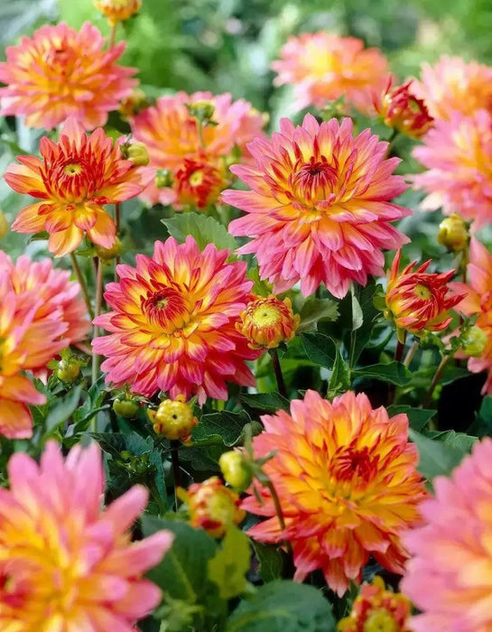 Dahlia Gallery pablo  ( Tuber) SUMMER Flowers - Caribbean garden seed