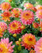 Dahlia Gallery pablo  ( Tuber) SUMMER Flowers - Caribbean garden seed
