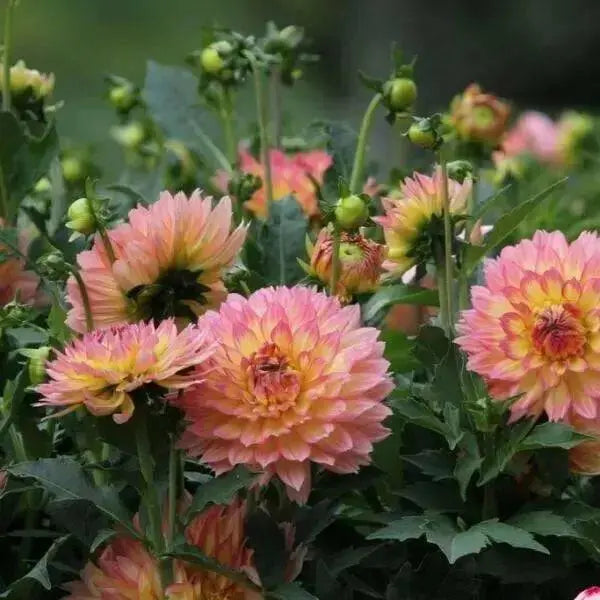 Dahlia Gallery pablo  ( Tuber) SUMMER Flowers - Caribbean garden seed