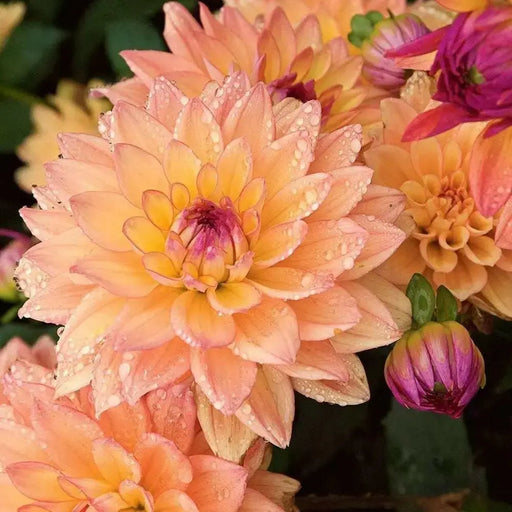 Dahlia MELODY DORA ( Tuber) SUMMER Flowers - Caribbean garden seed