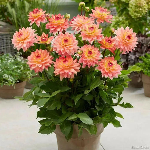 Dahlia MELODY DORA ( Tuber) SUMMER Flowers - Caribbean garden seed